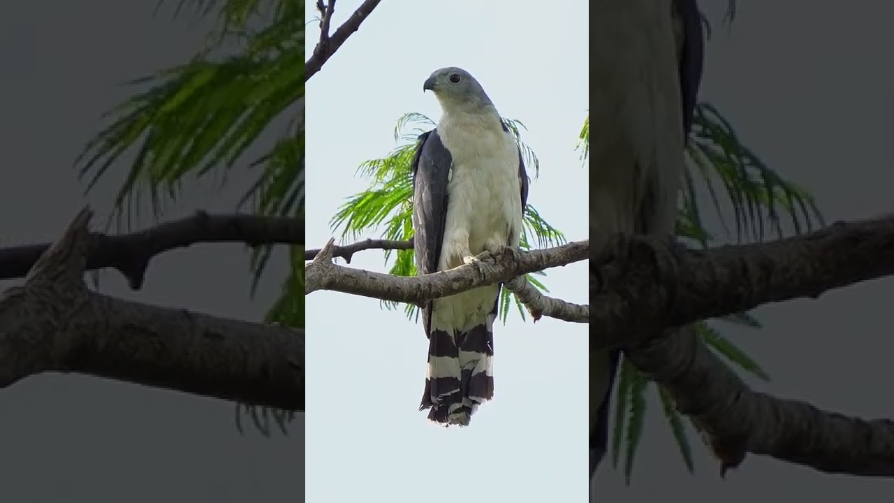 CANTO DO GAVI&Atilde;O-GATO | Leptodon cayanensis | Gray-headed Kite |  #shorts