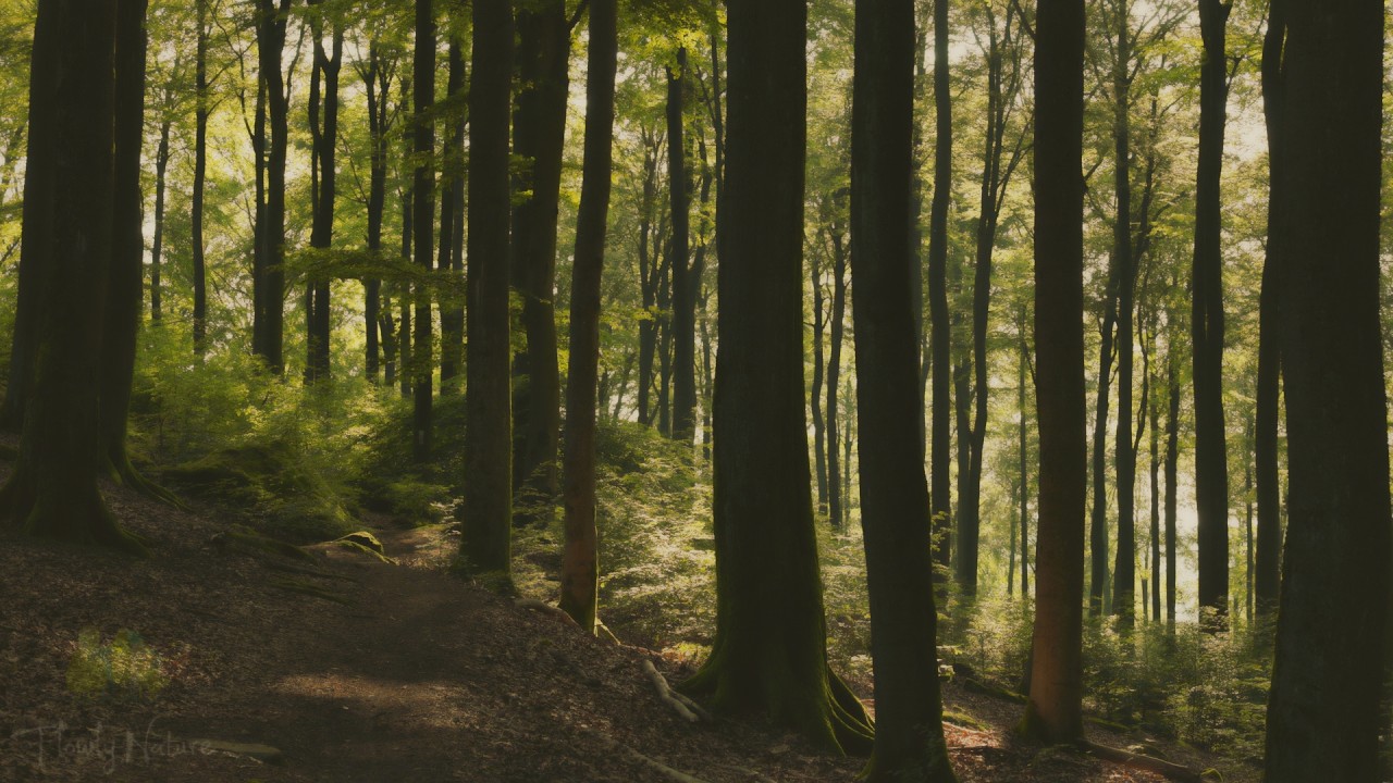 🌳 4K - Relaxing Nature Sounds For Stress Relief, Forest Sounds, Bird Song, No AI