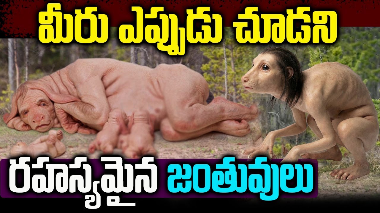 Unique Animals You Won’t Believe Exist | మీరు ఎప్పుడు చూడని రహస్యమైన జంతువులు | VIP Telugu