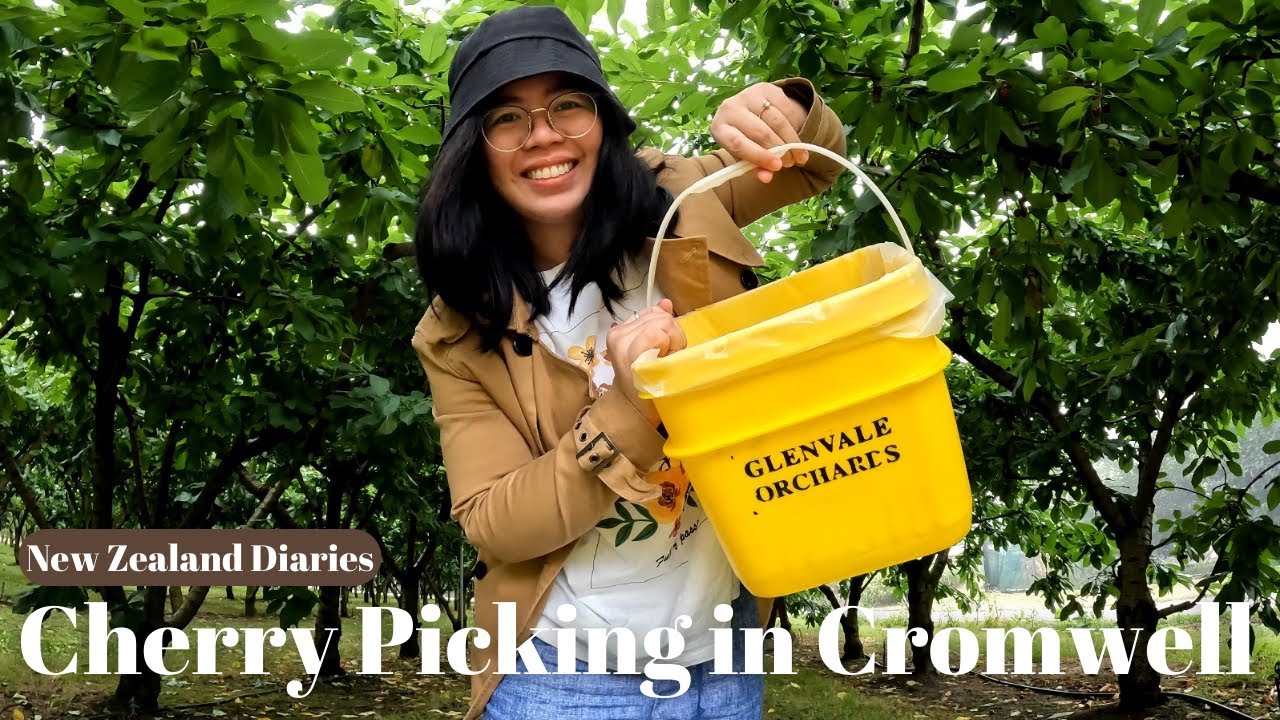 NEW ZEALAND DIARIES : CHERRY PICKING IN CROMWELL | STROLLNG AROUND QUEENSTOWN