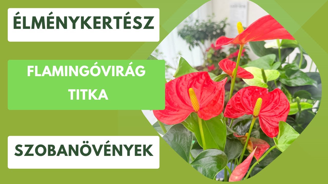 Flamingóvirág (Anthurium) gondozási tippek- Miért nem érdemes fogdosni és mi is pontosan a virága?🪴