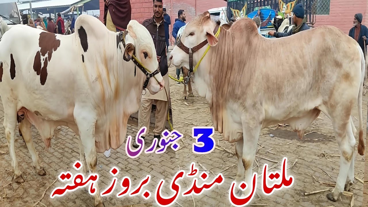 Multan Cow Mandi 3 January 2026 🔥 Prices Shocking Buyers | Latest Live Update
