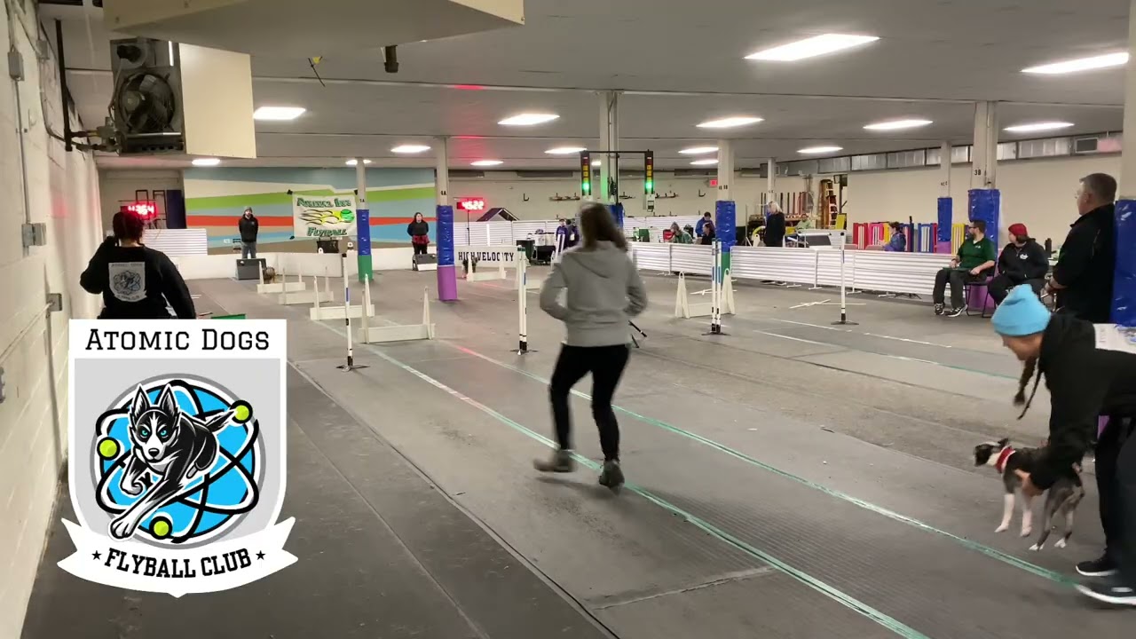 1/25/26 Race 40- Atomic Dogs Flyball Club {Bombs Away} // Animal Inn Winter 2026 Tournament