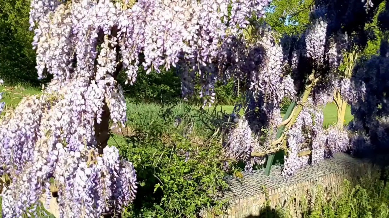 Wisteriaboog Ontdektuin in bloei