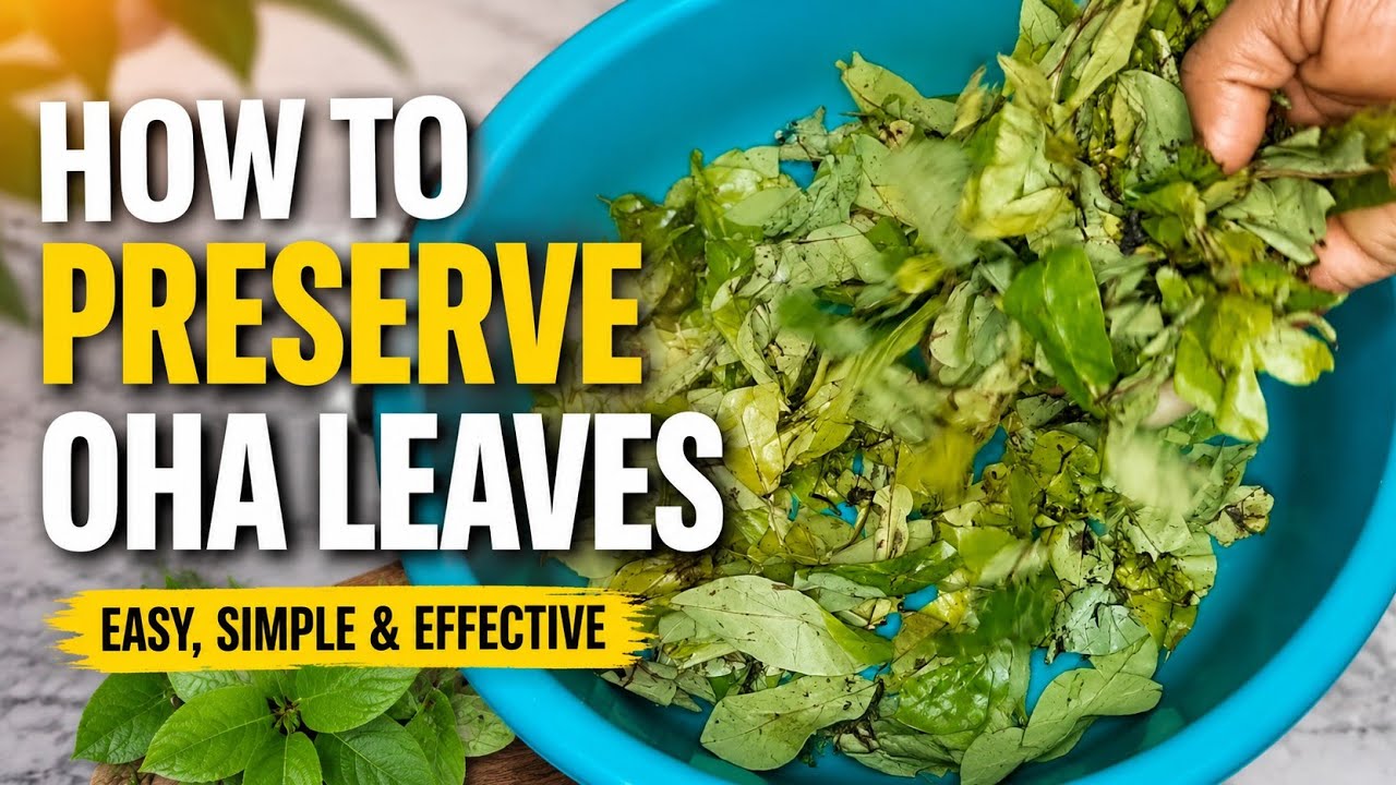 HOW TO PRESERVE OR STORE OHA / ORA LEAVES/ DIASPORA/ DOHA-QATAR #chizzyfamilytv