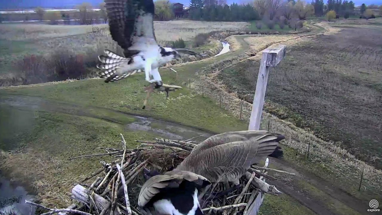 Osprey attacks Canada Geese with stick. Charlo Osprey nest . 14 April 2017