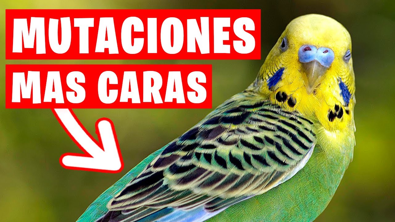 LAS MUTACIONES MAS CARAS DE PERIQUITO #2