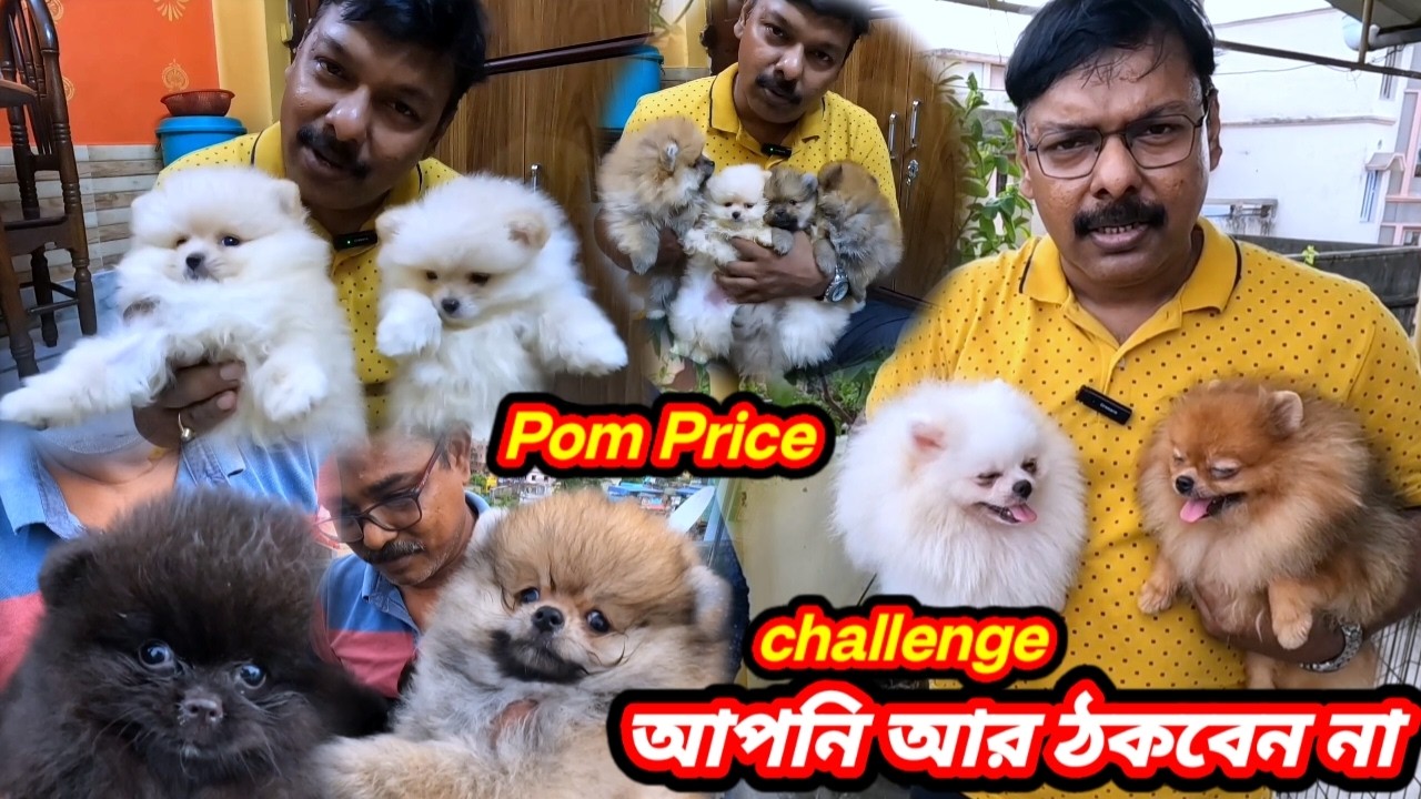 Pomeranian dog lover আপনি আর ঠকবেন না☺️Pomeranian dog price & full information