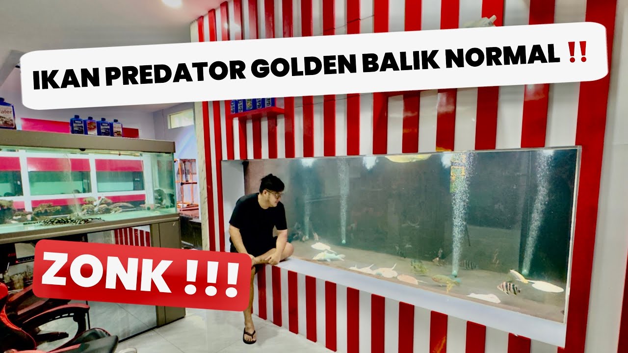 GILA!!! BELI IKAN PREDATOR GOLDEN BALIK JADI IKAN NORMAL GAK SAMPE 24 JAM !!!