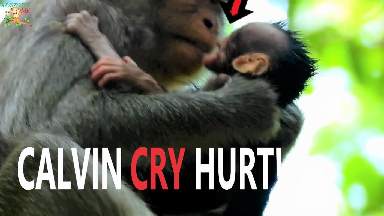 HEART SAD NEWBORN CALVIN SO HURT CRY LOUDLY ASK CASI DOESN'T FIGHTING HIM |