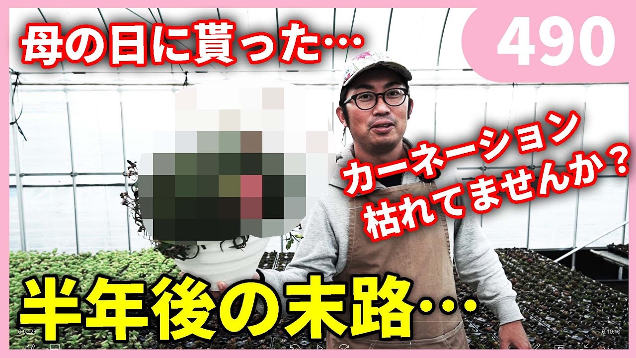 母の日から半年後のカーネーションの様子 育て方 by 園芸チャンネル 490 園芸 ガーデニング 初心者