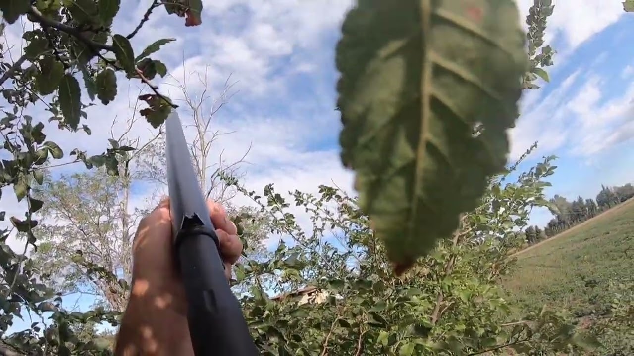 CHASSE AUX PALOMBES ET TOURTERELLES TURQUES DANS LE VAUCLUSE    HD 720p