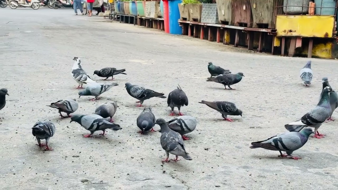 Pigeons fly across the roof of the house