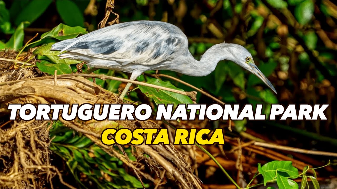 Tortuguero National Park: Costa Rica's Hidden Gem | Tortuguero Costa Rica | Places To Visit