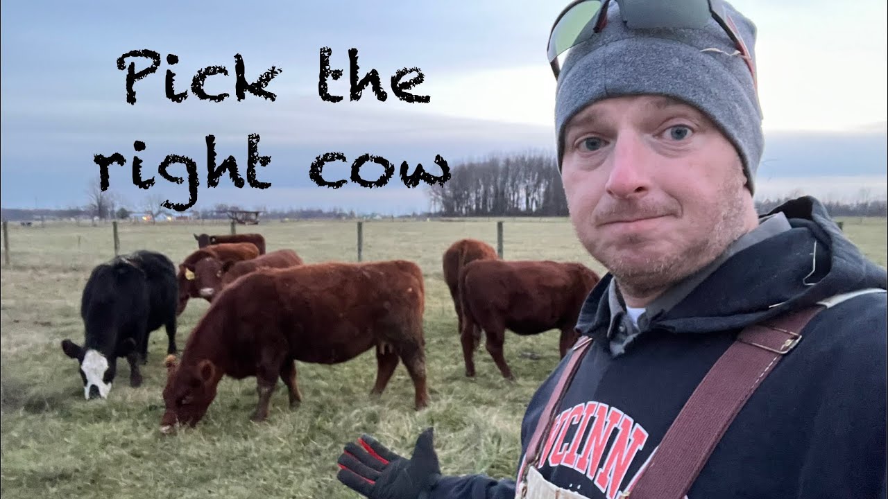 Selecting the right cow!  Get started in Cattle Farming right!
