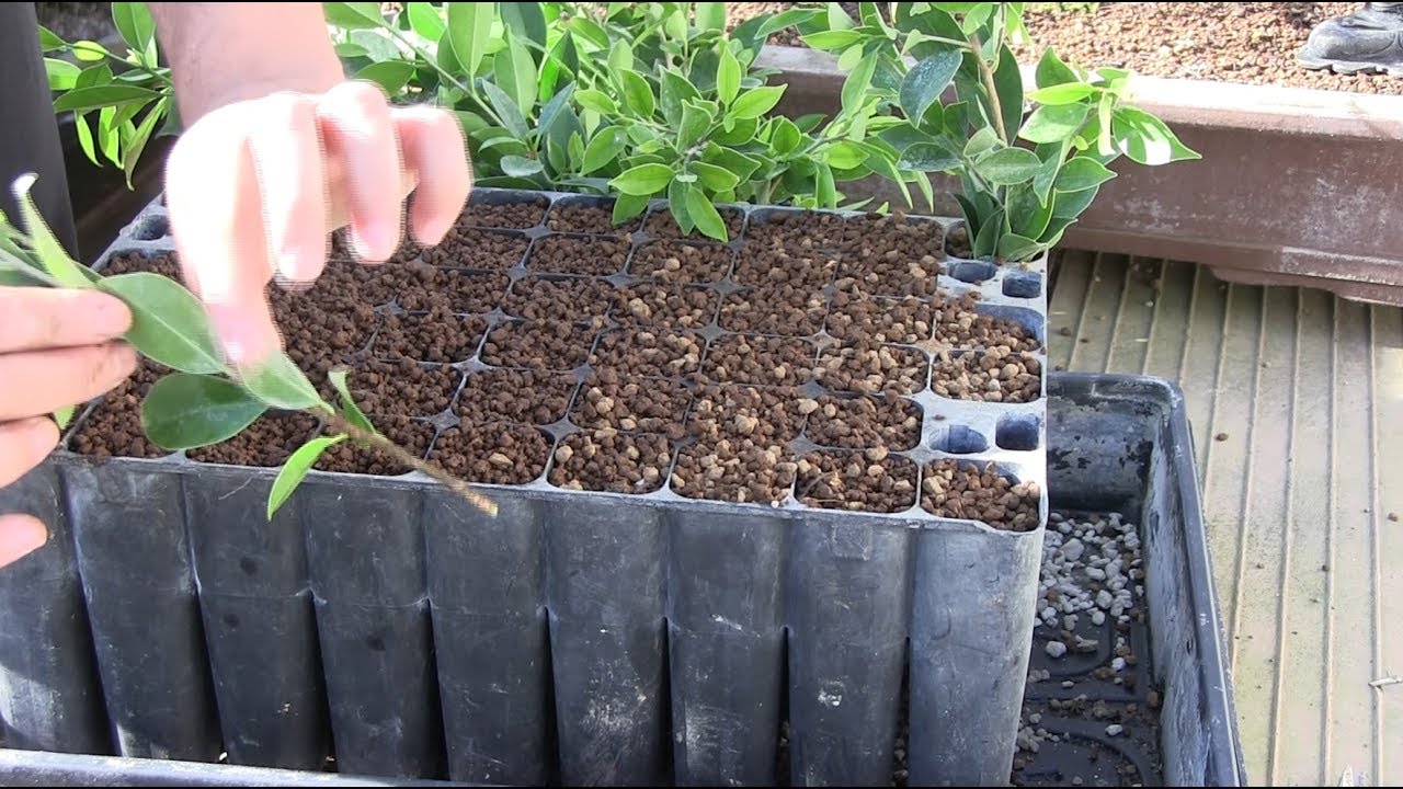 Empezando mi producción de bonsai - Plantación de esquejes