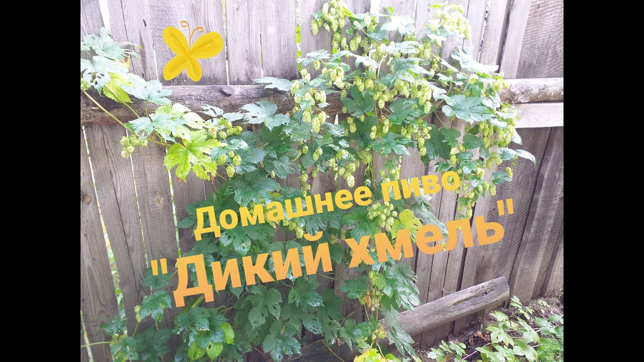 Домашнее пиво 