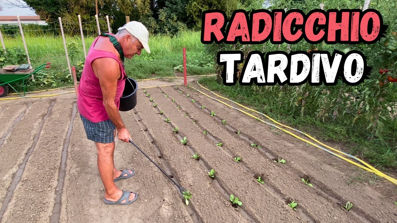 Ti mostro COME e QUANDO TRAPIANTARE il RADICCHIO TARDIVO