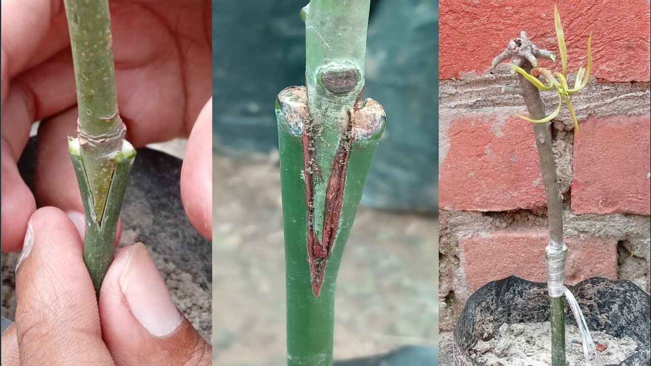 How to graft mango tree - Mango stone grafting techniques #grafting #gardening #mango