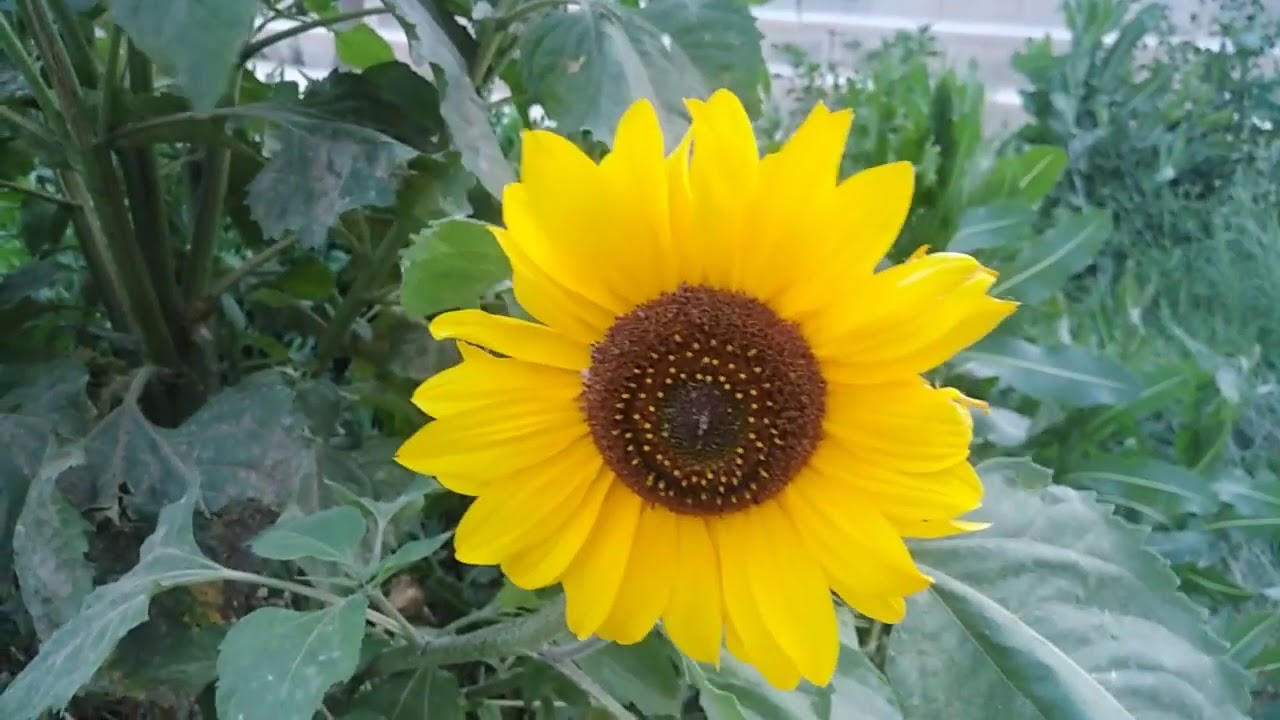 Beautiful Sunflower Rain and Relaxing  Music🎶