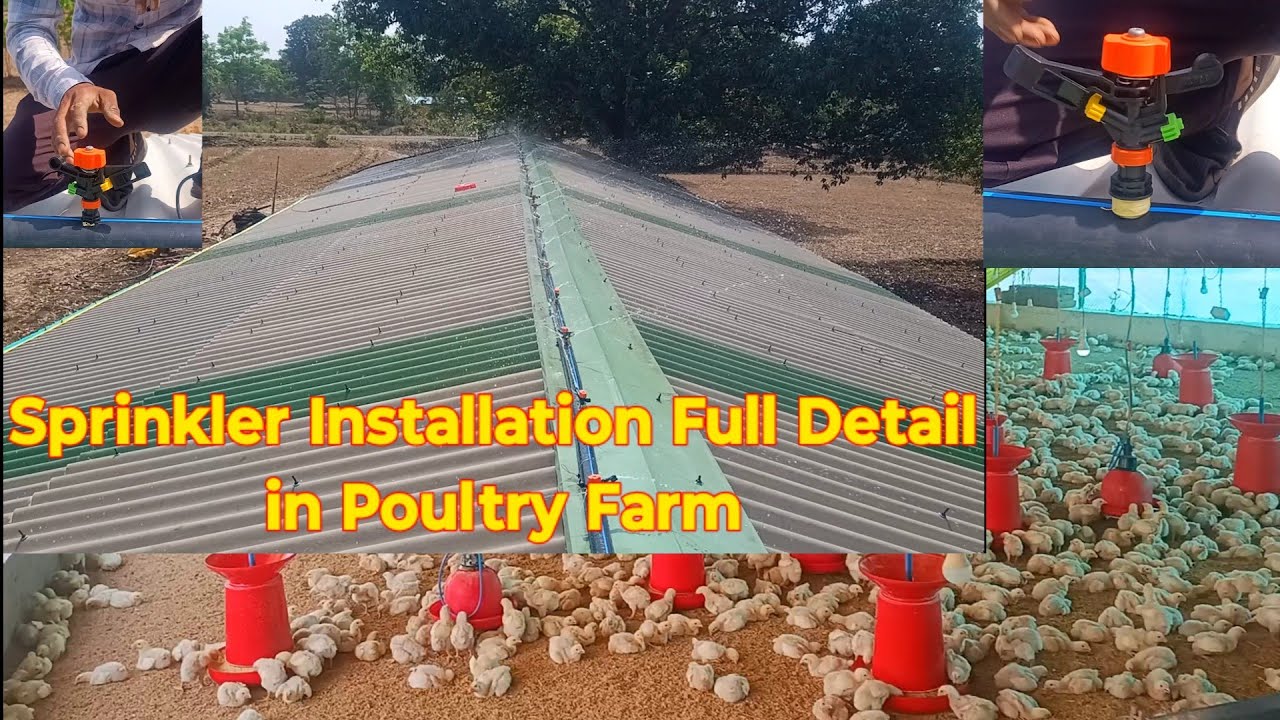 Sprinkler Install Full Detail In Poultry Farm , How to install springler in boiler poultry form ,