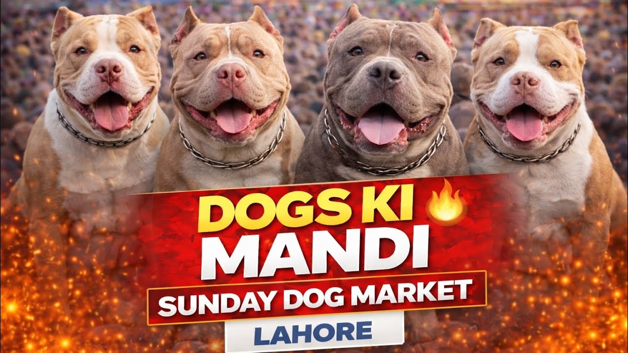 Sunday Dog Market Lahore | Dogs Ki Mandi Tollinton Market Lahore | Lahori Dog Market | 19 April 2026