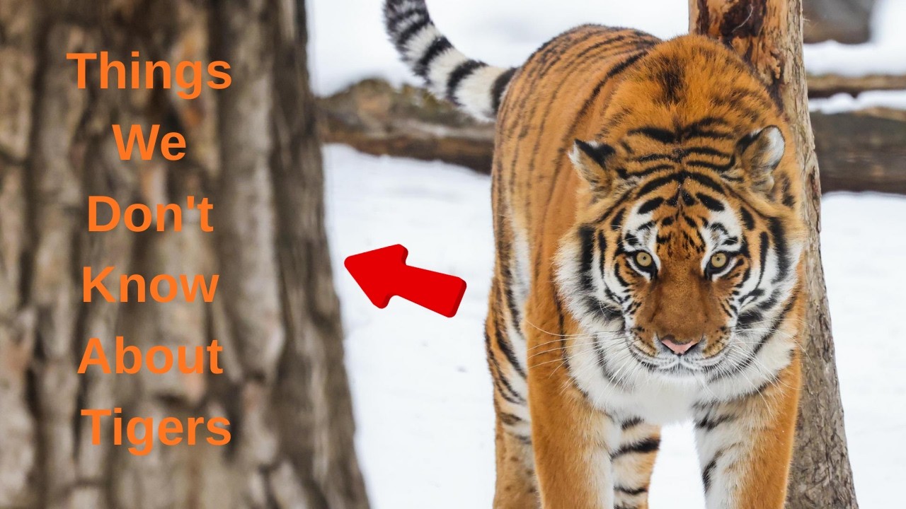Things We Don't Know About Tigers