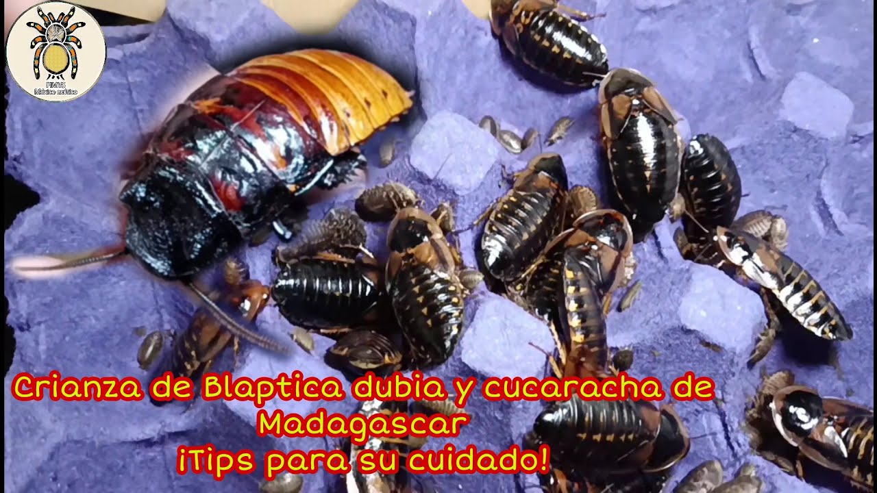 Crianza de Blaptica dubia y cucaracha de Madagascar &iexcl;Tips para su cuidado! | PIMVS M&eacute;xico ex&oacute;tico