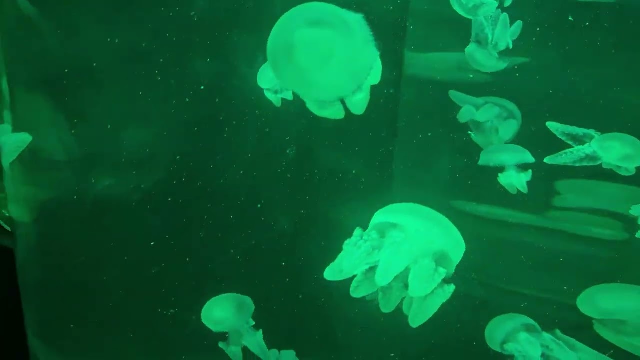 Our Seaworld Gold Coast trip clips.