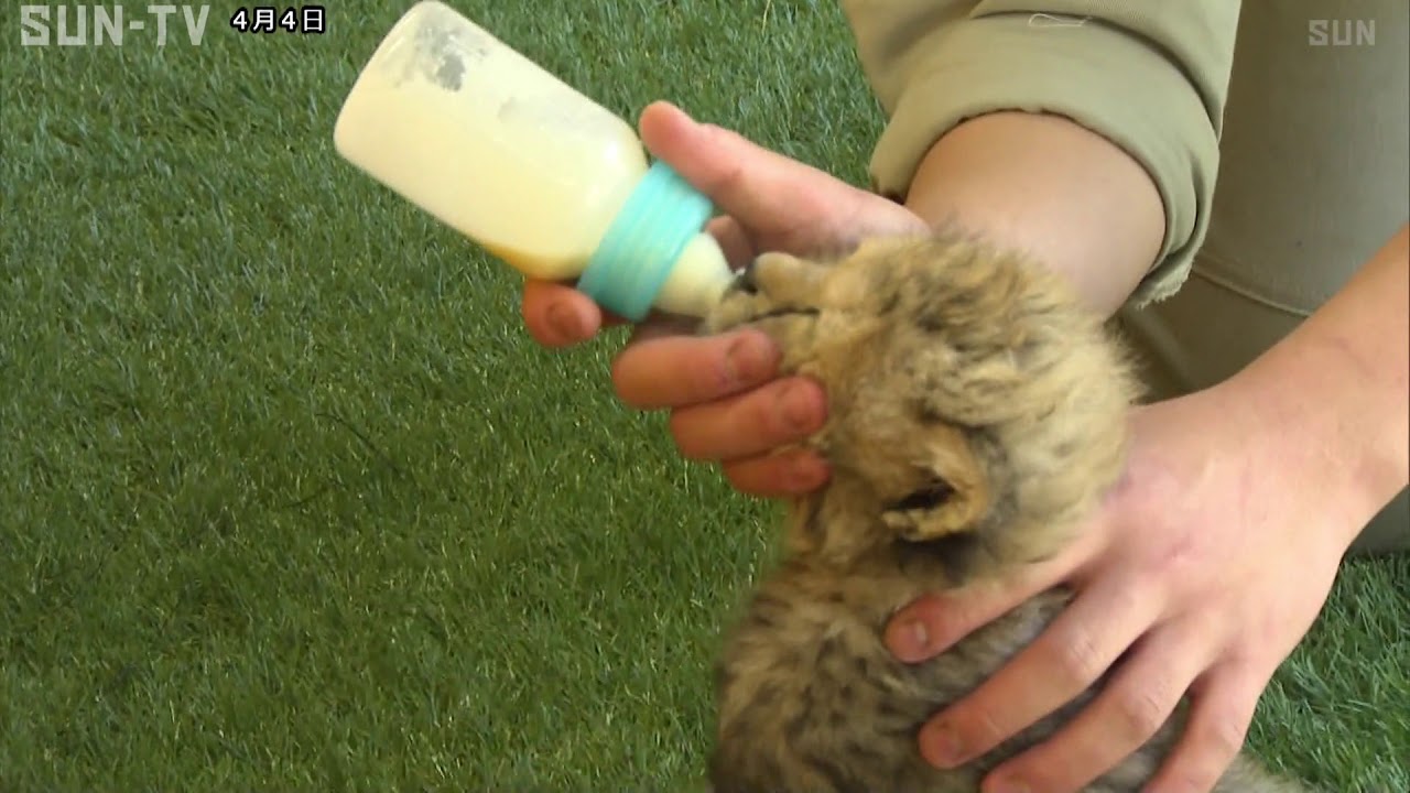 姫センでチーターの赤ちゃんデビュー