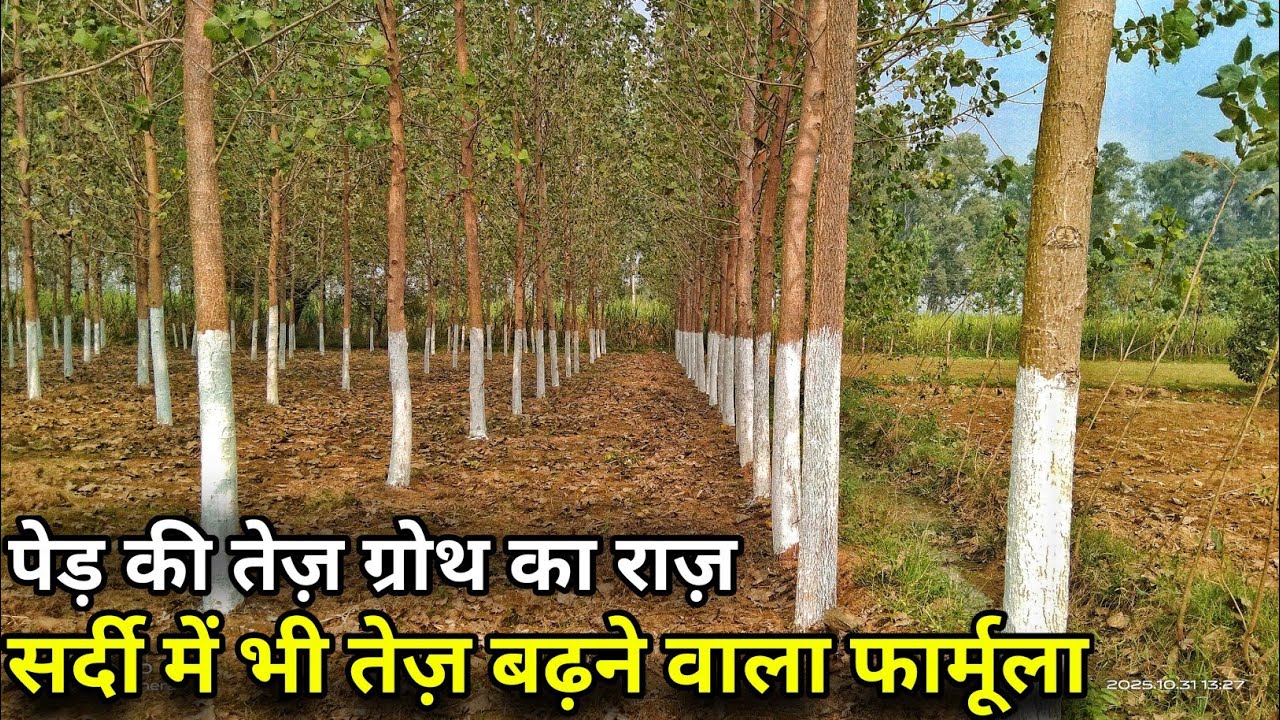 Poplar Tree Growth Secret 🌳 सर्दी में भी तेज़ बढ़ने वाला फार्मूला | Popular ke ped ki Bumper Growth