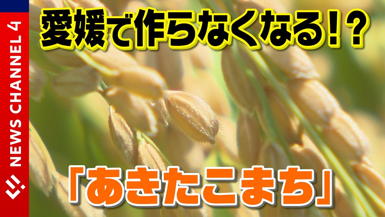 【コメ・米】愛媛で「あきたこまち」を作らなくなる！？「にじのきらめき」が主力に！？＜NEWS CH.4＞