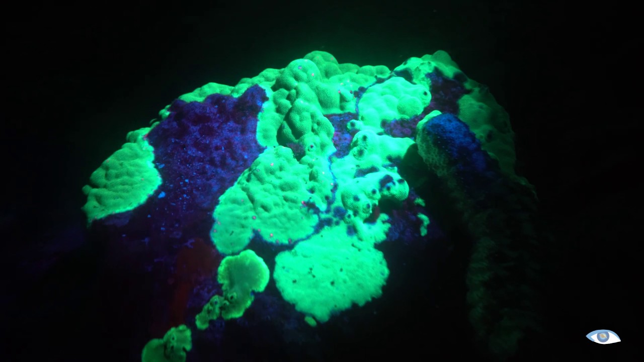 FLUORESCENT DIVING | LUMINOUS