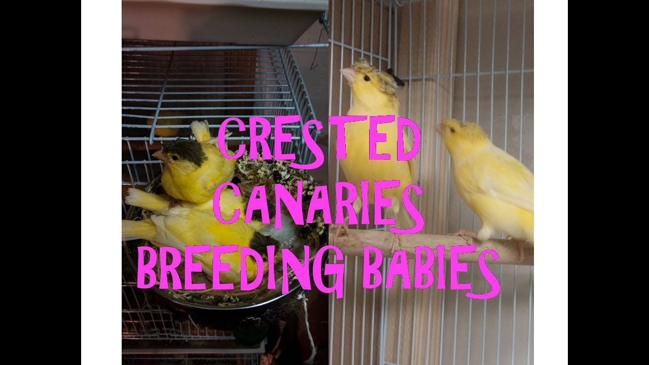 Crested canaries breeding babies