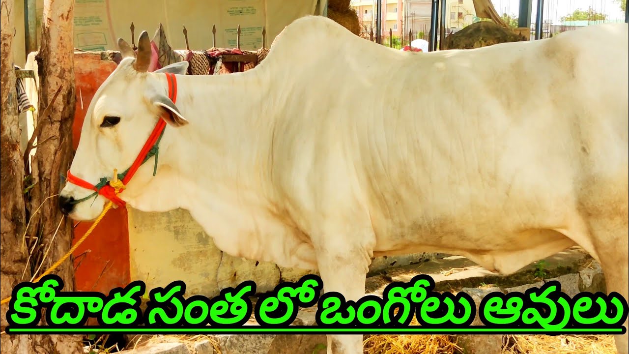 Ongole cows Kodada Ongole cattle market కోదాడ సంత లో ఒంగోలు ఆవులు