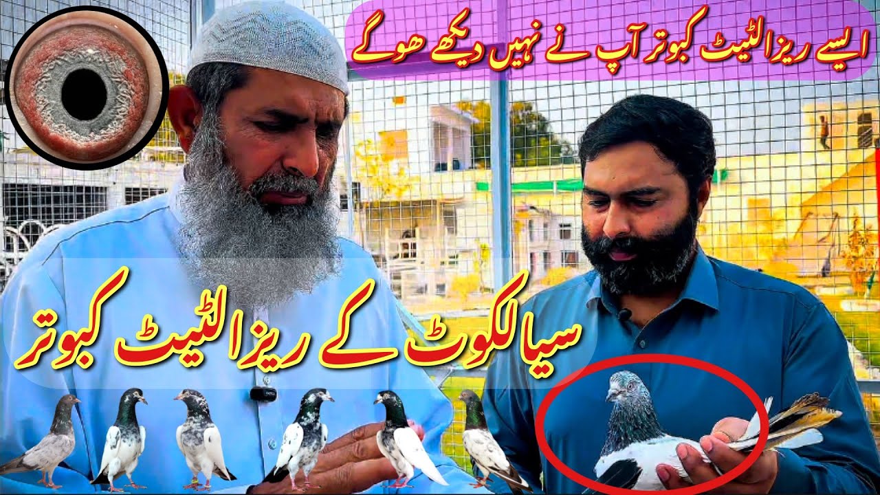 Siayal kot kay resulted kabootar || kaly muh waly kabootar || #amjadaliofficial