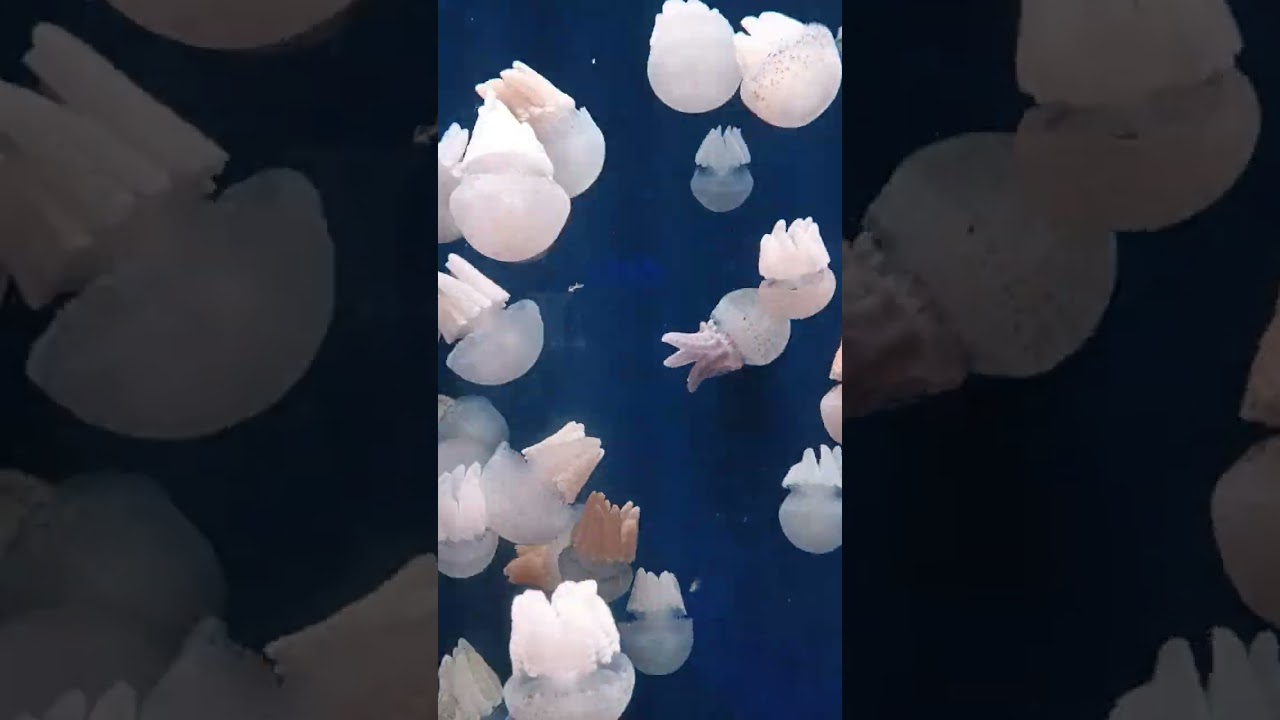Where should I go on holiday in Jakarta? Jakarta Aquarium Safari, of course.