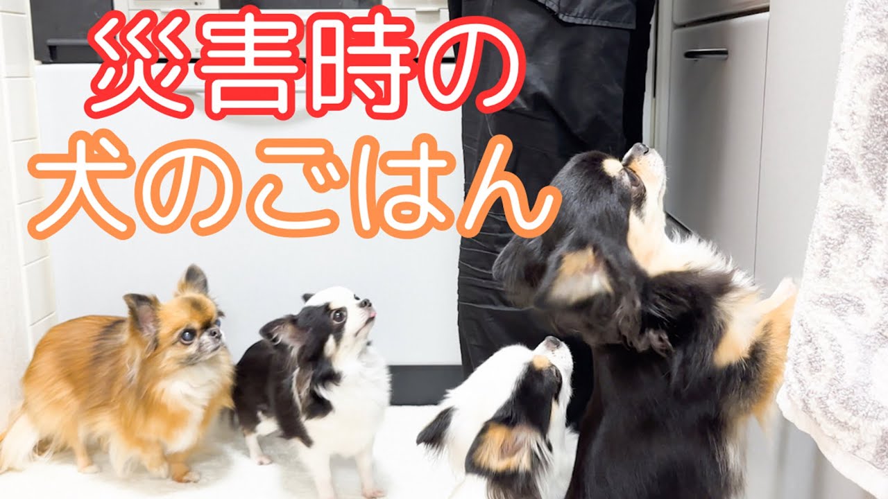 災害時のペットのごはん問題【ペットの防災】【チワワ】【Chihuahua】【多頭飼い】【PREWAN】