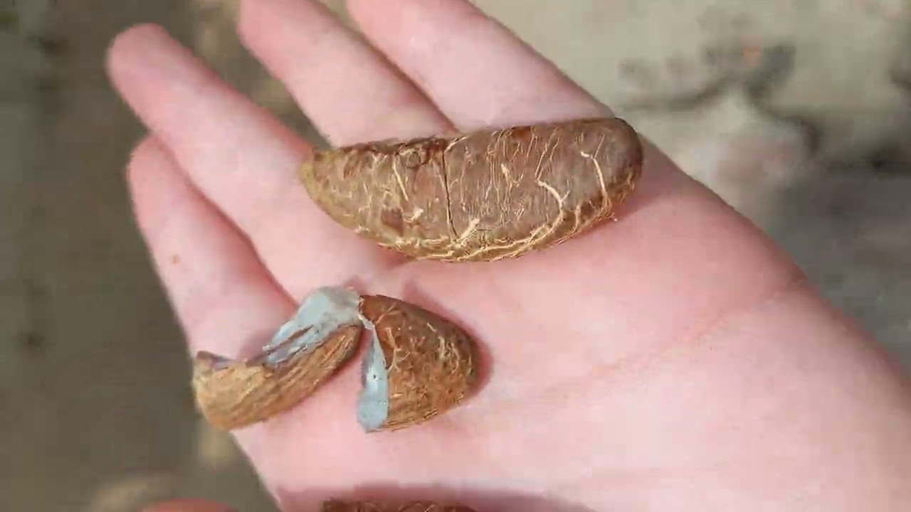 um pouco sobre o coco baba&ccedil;o