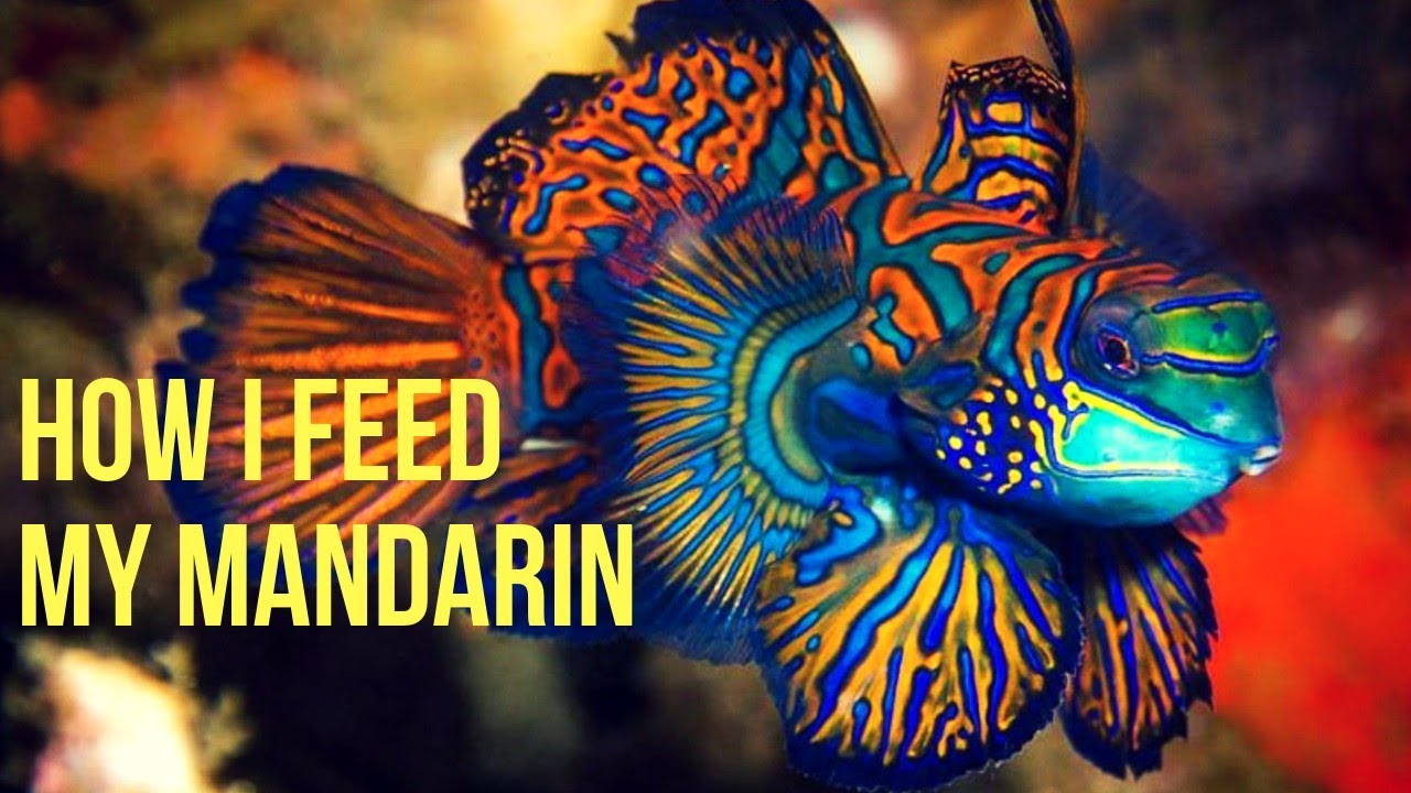 How to get new Green Mandarin Dragonette Fish to feed