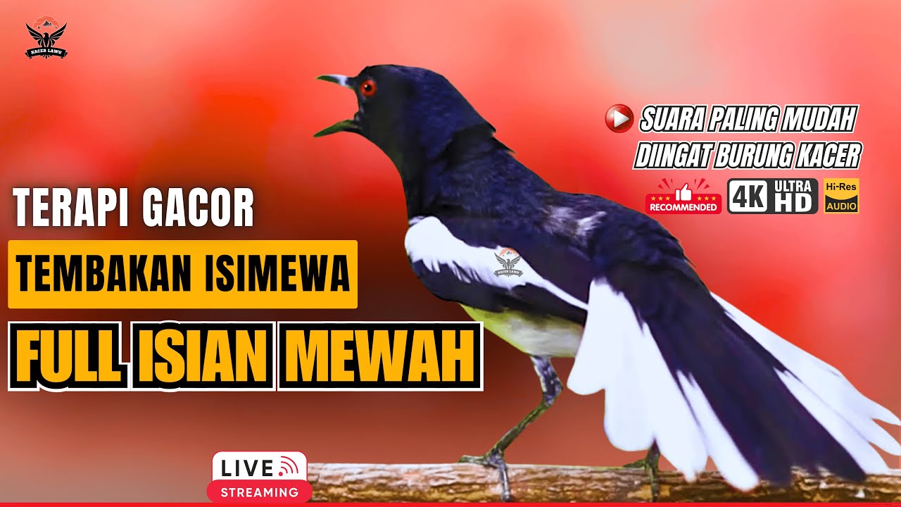 🔴PANCINGAN TERAMPUH KACER STRESS🔥SEKALI DENGAR KACER BAHAN CEPAT GACOR EMOSI