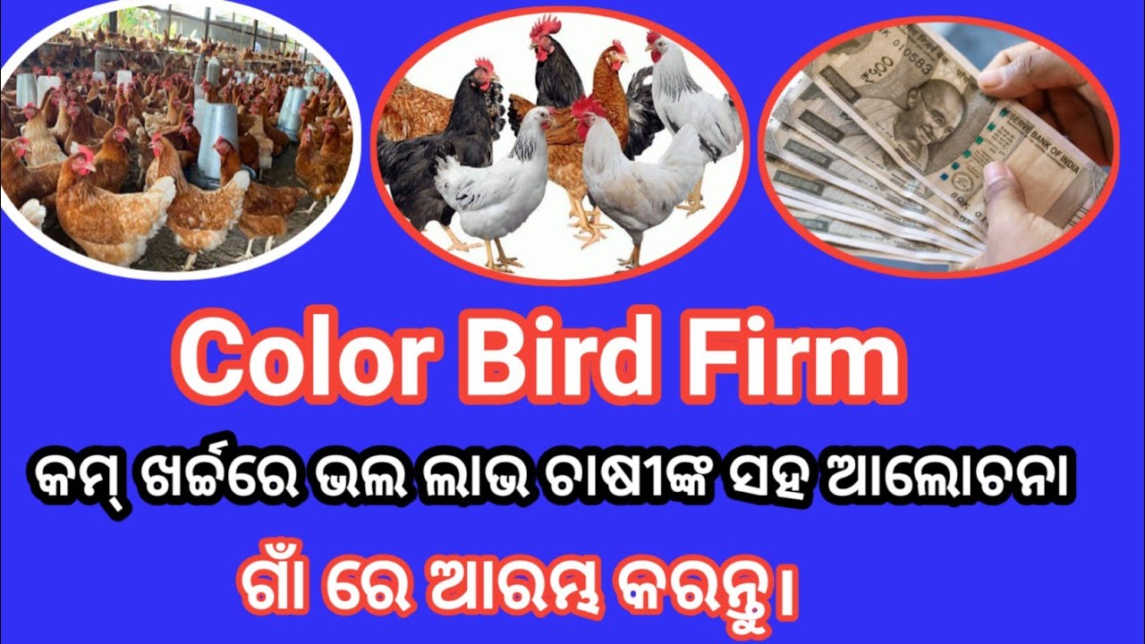 କଲର Bird ଫାର୍ମ ରେ କେତେ ଲାଭ ଜାଣନ୍ତୁ, Color Bird Farming Guide 🐓🌈Profitable Poultry Farming Business 💰