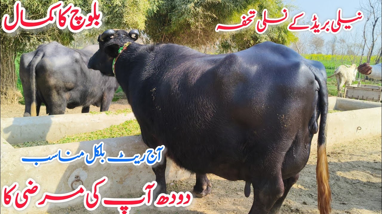 ظفرعلی بلوچ404گ ب|06بھینسیں| 22جنوری2026 Pure Nili  Ravi Buffalo For Sale on Eitfaaq