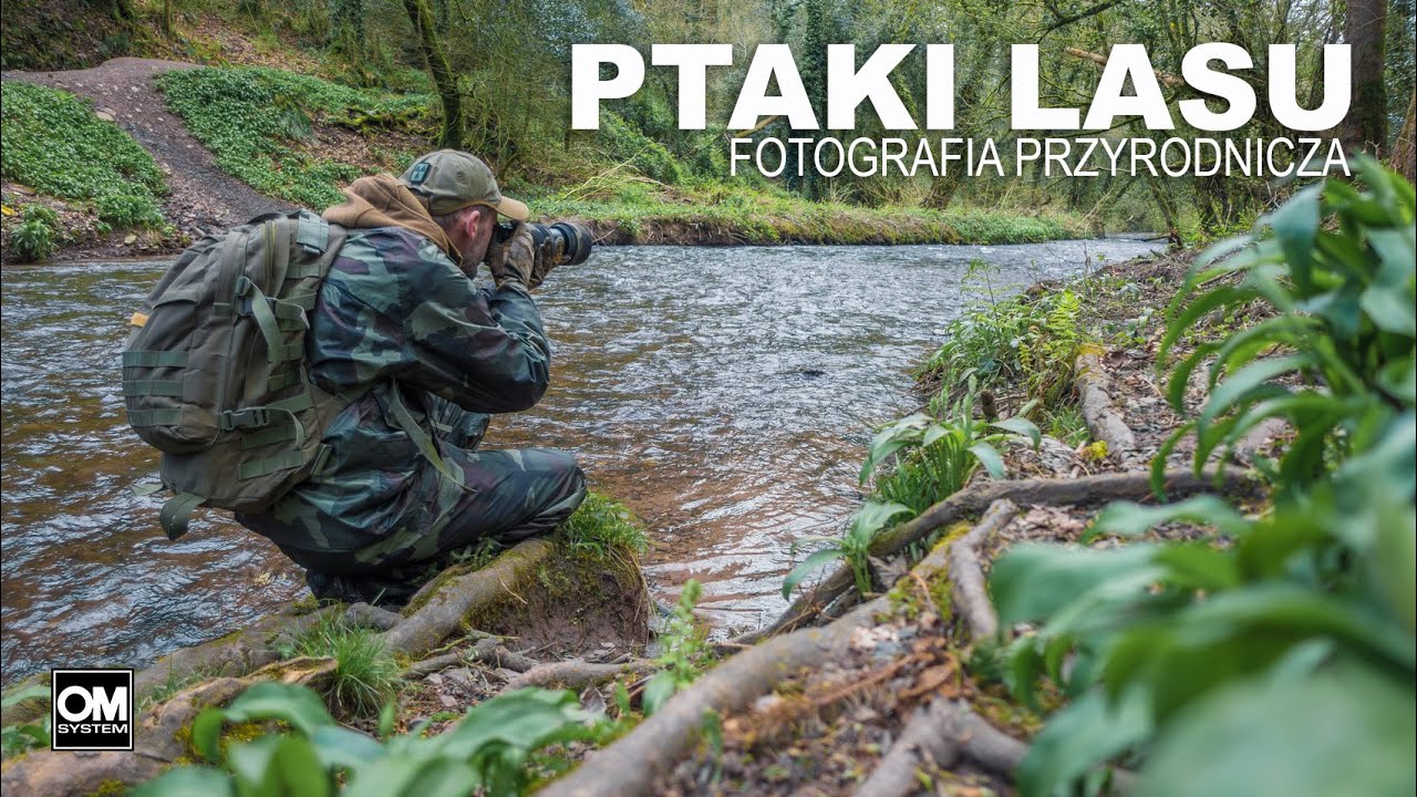PTAKI LASU - Fotografia Przyrodnicza // Dzika Irlandia // OM System OM-1