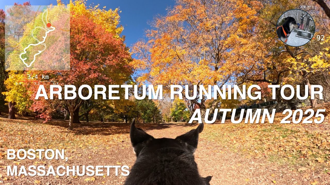 Husky Virtual Run - Arnold Arboretum Tour (Boston, MA) in Mid-Autumn