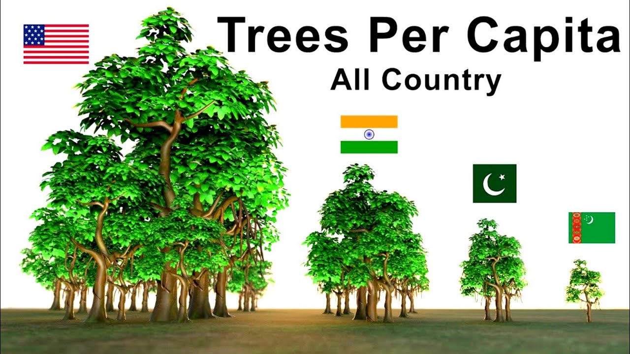 National Tree Of Different Countries | Flags And Countries Name @Dataabout