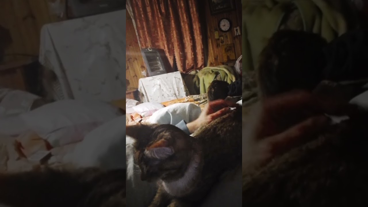 Перед сном 