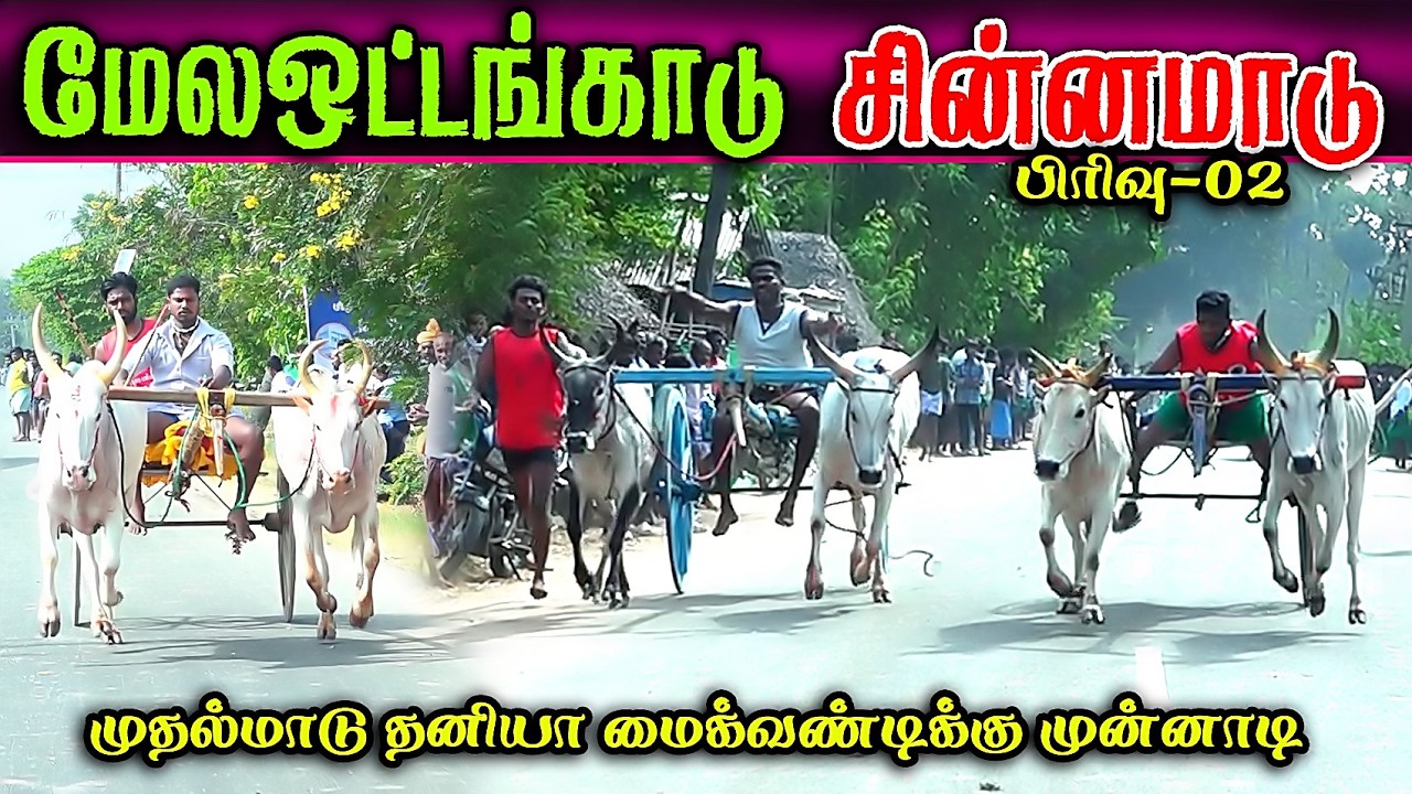 மேலஒட்டங்காடு  2சின்னமாடு பந்தயம் #perai_raj_digital #reklarace2026