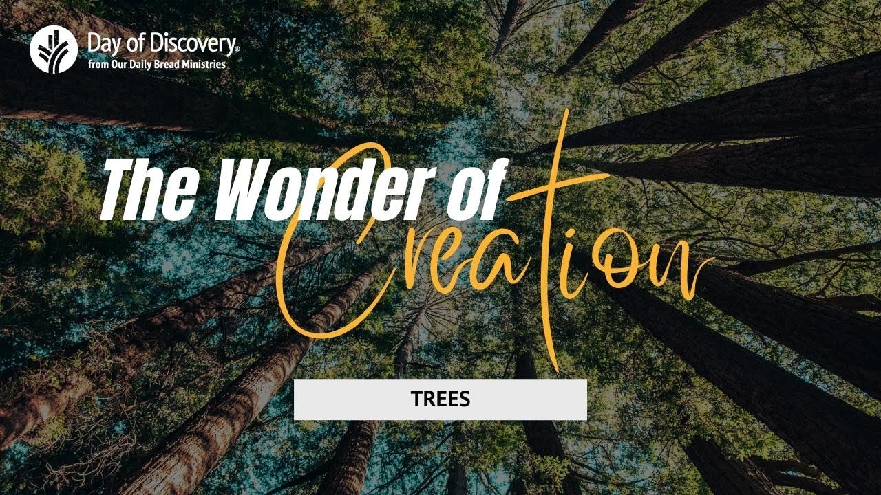 The Wonder of Creation: Trees | A Day of Discovery series presented by @Our Daily Bread