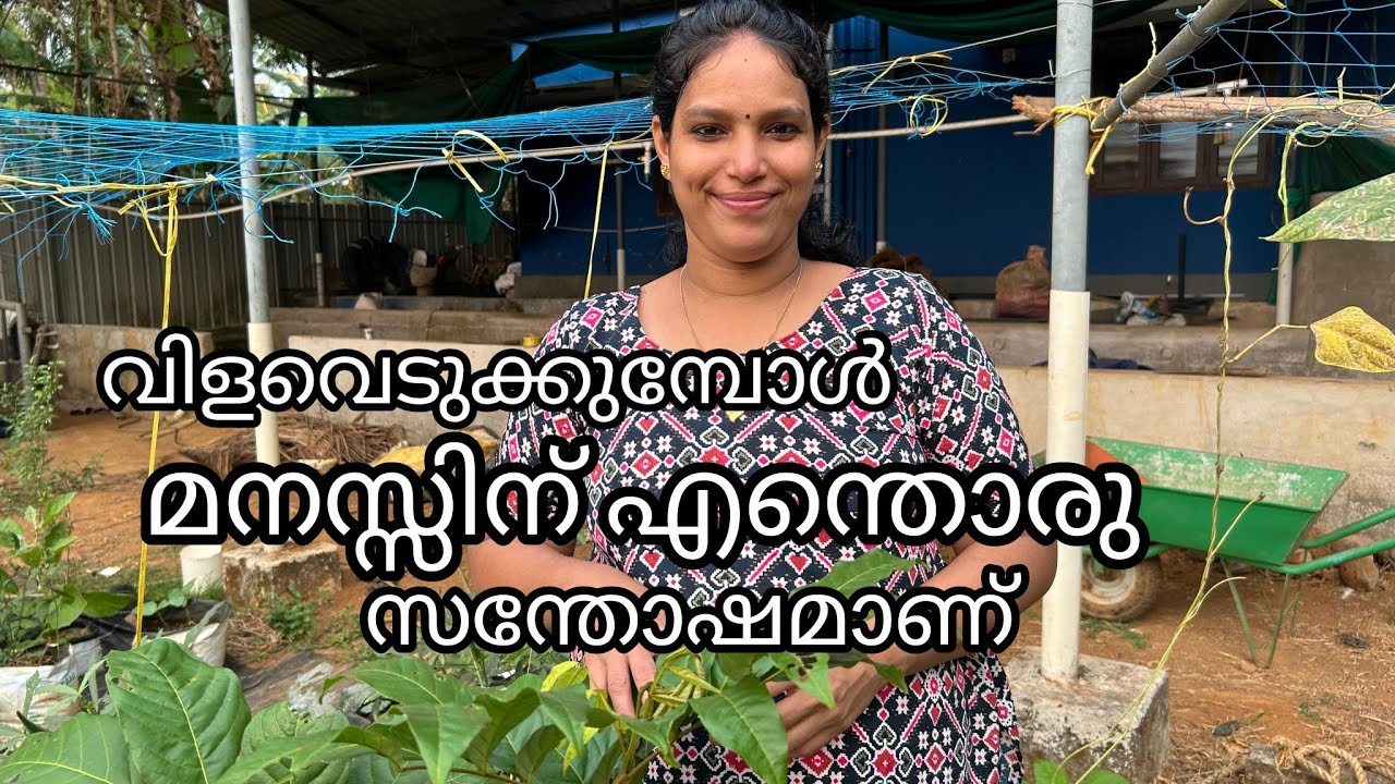 വിളവ് ലഭിക്കുമ്പോൾ എന്തൊരു സന്തോഷമാണ് #miyafarmkitchen #villagelife #agriculture 